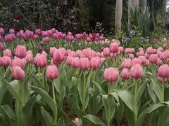 -深圳仙湖植物园