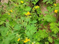 -碓臼峪自然风景区