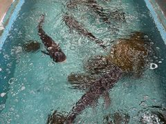 -亭下湖饭店(康岭店)