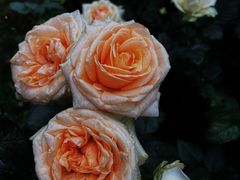 -人民公园(罗湖区)