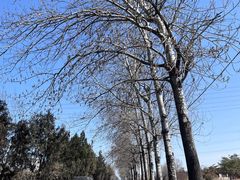 -莲花池公园