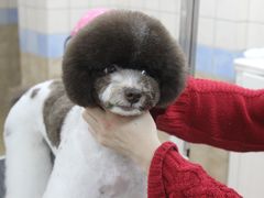 宁波诺比宠物美容造型,宁波宠物美容-诺比宠物医院心脏内科·泌尿肾内外科·骨科急重症