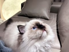 -小猫来了·猫舍(红山六九七九店)