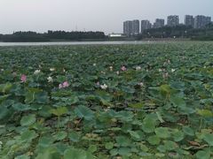 -丁香湖公园