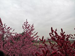 -秀丽东方