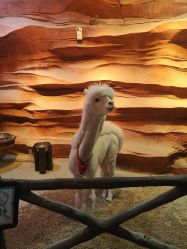 -酷嗒动物文化乐园(cutezoo西溪乐天城店)