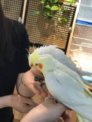 -Moni星球萌宠·小马宝莉·灵蛇·高端高阶全萌宠互动体验俱乐部(红豆国际广场店)