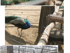 -沈阳鸟岛