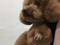 -悠尼宠物·独立低压伊珊娜洗护·美容·寄养(兰谷路店)