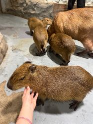 -Zoolung Zoolung动物主题公园(海信广场店)