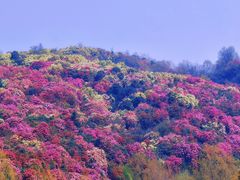 -贵州百里杜鹃风景名胜区