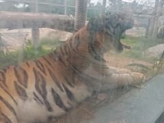 -西霞口神雕山野生动物世界