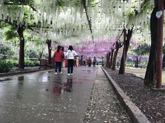-嘉定紫藤园