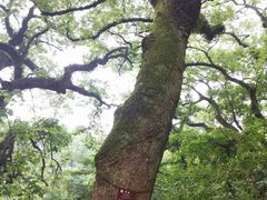 -普陀山慧济禅寺