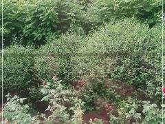 -西青郊野公园