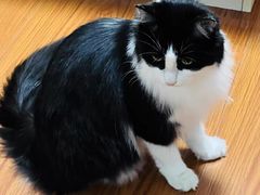 -客栈猫舍(中央北路店)