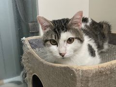 -瑞派申生动物医院·24H夜诊·国际动物医疗中心·骨外科(吴中路店)