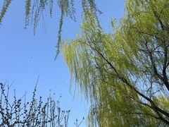 -洨河生态公园