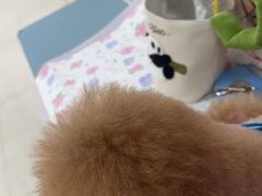 -美联众合动物医院·24h京西诊疗中心