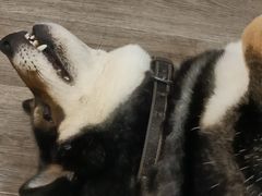 -柴迷FANS CLUB·柴犬狗咖·猫咖