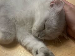 -猫猫幼稚园·撸猫·桌游·电玩