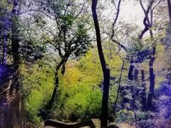 -上海佘山国家森林公园西佘山园