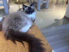 -藏猫猫咖啡主题馆(中央大道店)