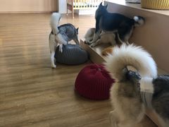 -Husky Go! 哈士奇体验馆·宠物咖啡厅狗咖