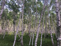 -塞罕坝国家级自然保护区