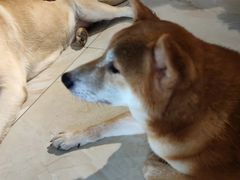 -萌喵宠狗爱心宠咖