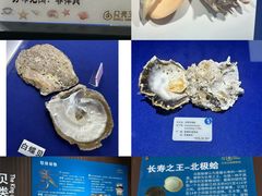 -贝壳王国博物馆