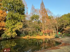 -上海共青森林公园