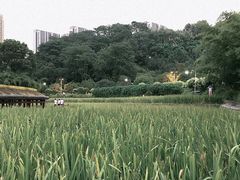 -龙头寺公园