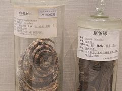 -广东中医药博物馆