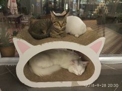 景观位-有猫主题·治愈系猫咖(曾厝垵店)