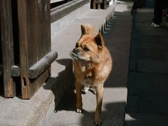 -新场古镇-停车场