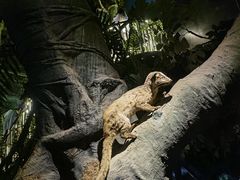 -昆明动物博物馆
