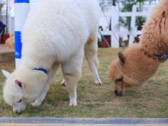 -Blue Concept Cafe&Farm·關於藍