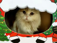 -安格丽娜·狗咖·猫咖羊驼咖(春熙路百盛商场店)