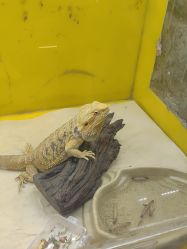 -神奇动物撸宠馆·羊驼·小浣熊·异宠(豫园店)