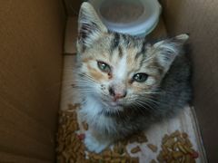 -菲丽丝宠物医院·24小时·猫科中心·免疫点(淮海分院)