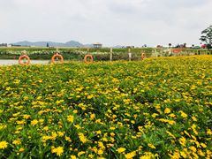 -光明小镇欢乐田园