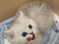 -1013 PET SHOP 宠物商店(近铁城市广场店)