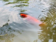 -西湖游船