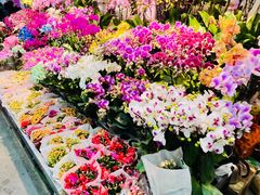 -花鸟鱼虫鲜花绿植市场(玉泉路店)