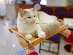-鼓捣猫呢主题猫咖店