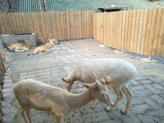 -北京鹿世界主题园