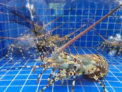 -外滩·云南人家(昆明旗舰店)