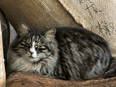 -巴倒烫陆派火锅山庄(南山总店)