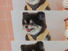 -1013 PET SHOP 宠物商店(近铁城市广场店)